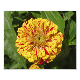 Vacker Zinnia Fototryck