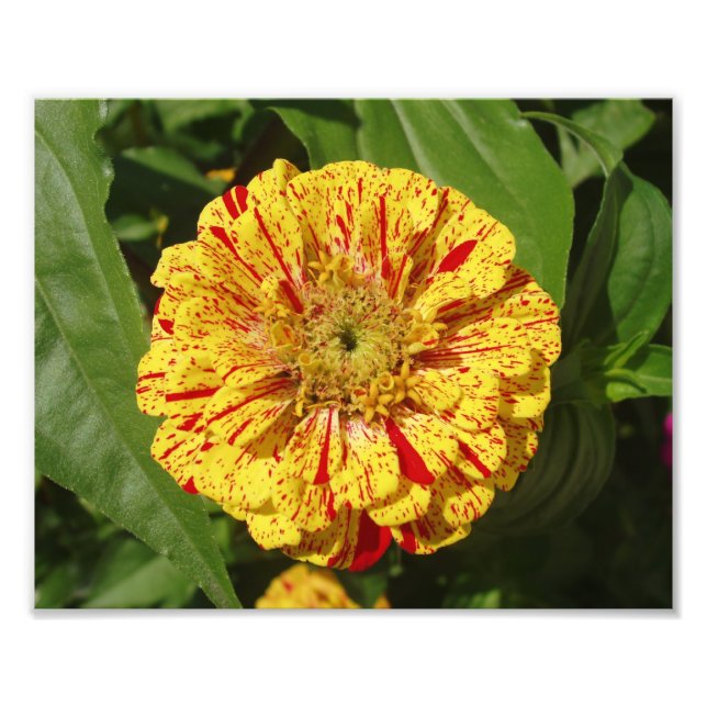 Vacker Zinnia Fototryck (Framsidan)