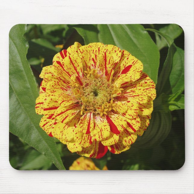 Vacker Zinnia Musmatta (Framsidan)