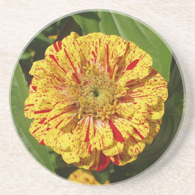 Vacker Zinnia Underlägg (Framsidan)