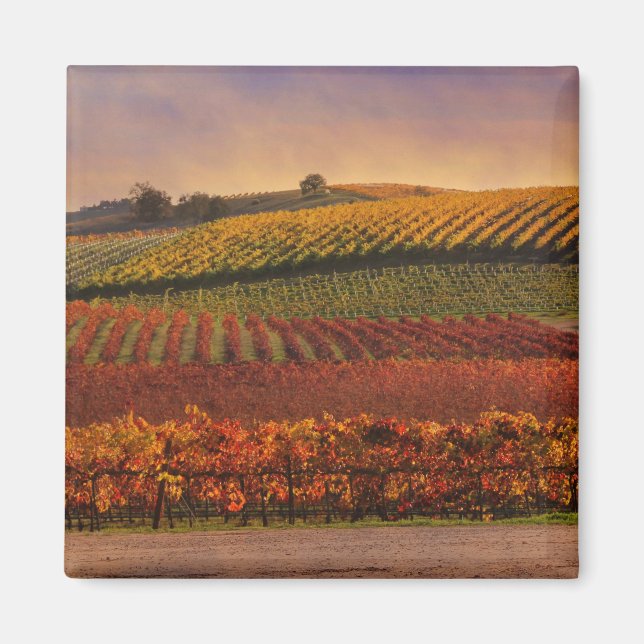 Vackerapa Vineyard Fine Art Magnet (Framsidan)