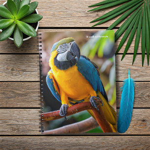 Vackerblått och Guld Macaw Anteckningsbok