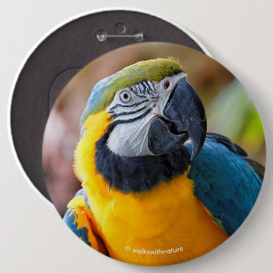 Vackerblått och Guld Macaw Knapp