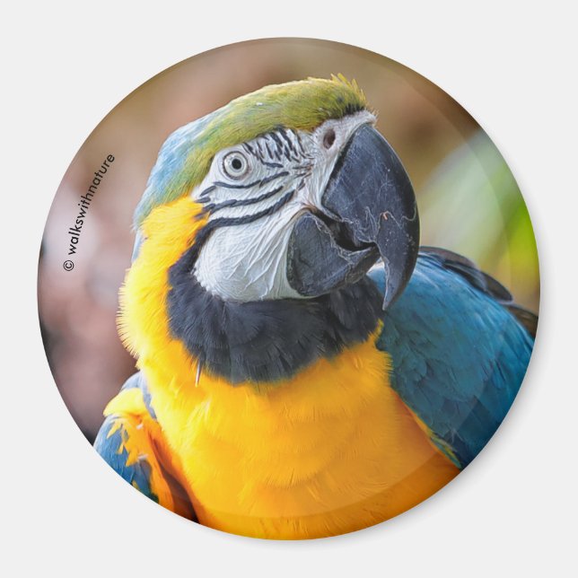 Vackerblått och Guld Macaw Magnet (Framsidan)
