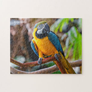 Vackerblått och Guld Macaw Pussel
