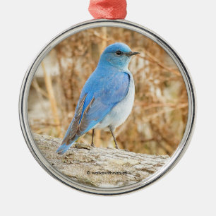 Vackerlig bergsblåsefågel på logg julgransprydnad metall