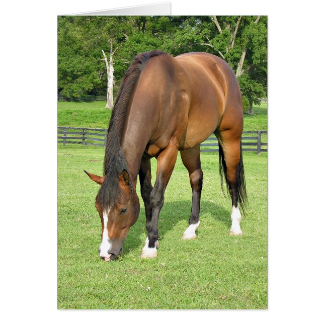 Vackerlig bukhäst hälsningskort (Framsidan)
