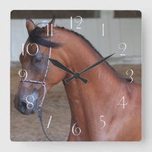 Vackerlig draperiabisk hingst