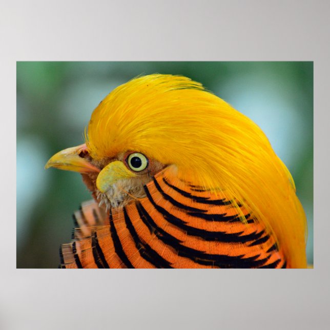 Vackerlig fasadfågel poster (Framsidan)