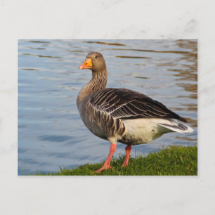 Vackerlig gäss vykort