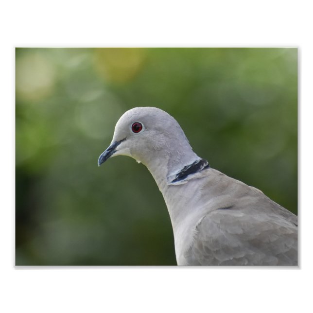 Vackerlig kamratduva fototryck (Framsidan)
