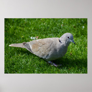 Vackerlig kamratduva poster