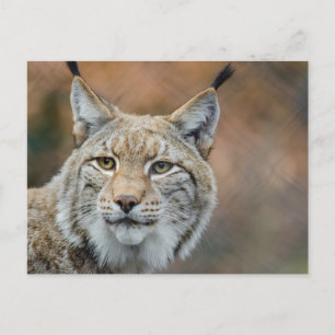 Vackerlig lynx-förgrund vykort