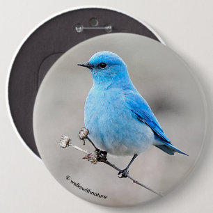 Vackerlig Mountain Bluebird Knapp