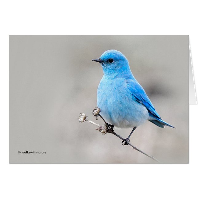 Vackerlig Mountain Bluebird OBS Kort (Framsidan Horizontal)
