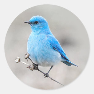 Vackerlig Mountain Bluebird Runt Klistermärke
