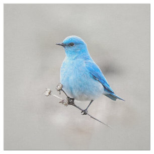 Vackerlig Mountain Bluebird Tyg
