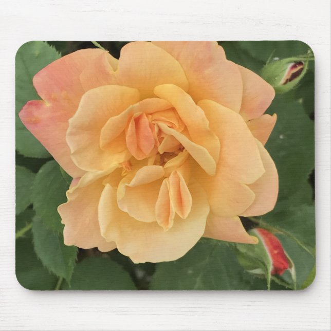 Vackerlig persiko-Färgad Ro-musmatta Musmatta (Framsidan)