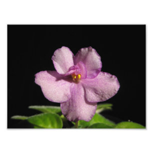 Vackert afrikansk Violet Art-utskrift Fototryck