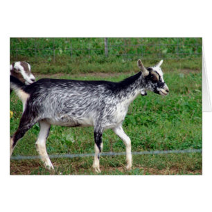 Vackert Amish Goat Blank Inside Greeting Card Hälsningskort