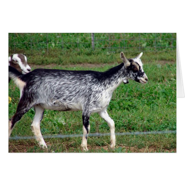 Vackert Amish Goat Blank Inside Greeting Card Hälsningskort (Framsidan Horizontal)