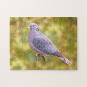 Vackert Band-Tails Pigeon på min bakgård Pussel