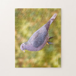 Vackert Band-Tails Pigeon på min bakgård Pussel