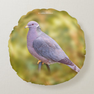 Vackert Band-Tails Pigeon på min bakgård Rund Kudde
