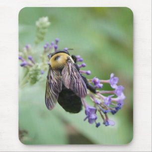 Vackert Bee Musmatta