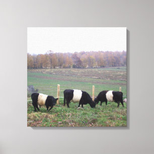 Vackert Belted Galloway Herd in Fall Canvastryck
