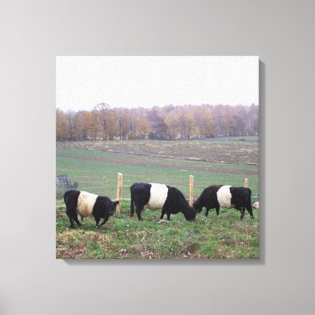 Vackert Belted Galloway Herd in Fall Canvastryck (Framsida)