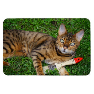 Vackert bengaliskt katt magnet