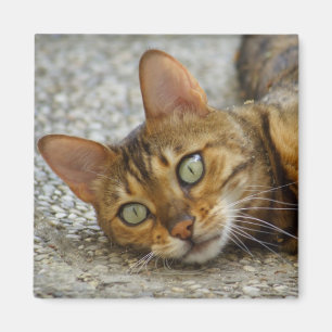 Vackert bengaliskt katt magnet