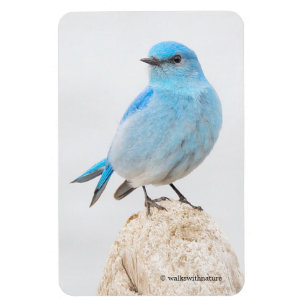 Vackert berg Bluebird på en stump Magnet
