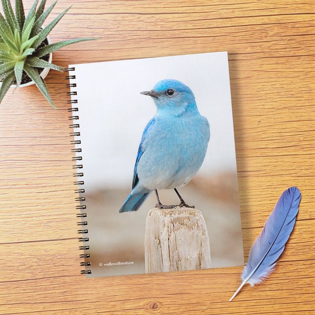 Vackert bergsblåfågel på Beach-stump Anteckningsbok Med Spiral (Beautiful Mountain Bluebird on Beach Stump Journal Cover Photo)