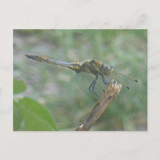 Vackert Big Blue Gult Dragonfly DIY Postcard Vykort (Framsida)
