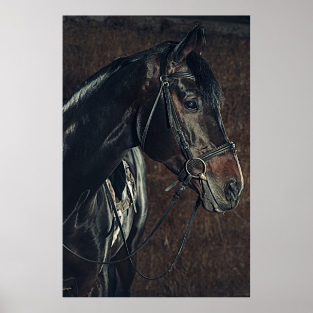 Vackert Black Horse Poster (Framsidan)