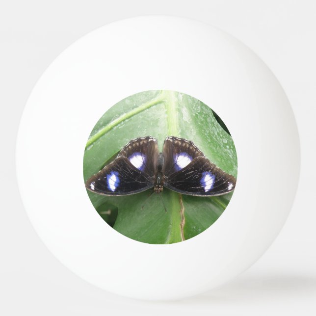 Vackert blåfläckig fjärilsping Pong Boll (Baksidan)