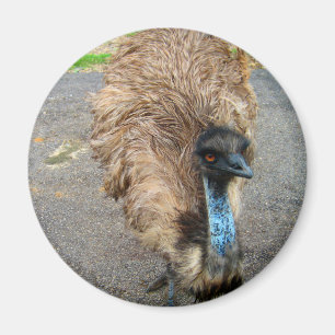 Vackert blåfoto av Emu Magnet