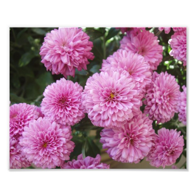 Vackert Blommor Fotoavtryck Fototryck (Framsidan)