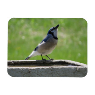 Vackert Blue Jay med en drakmagnet Magnet