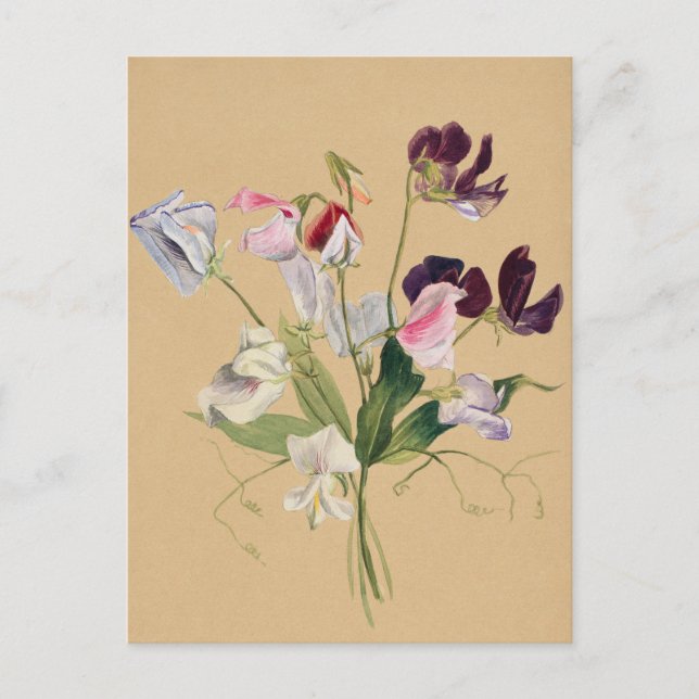 Vackert botaniskt vykort för Vintage (Framsida)