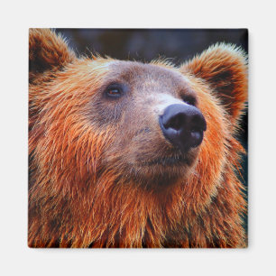 Vackert brun björn Porträtt Wildlife Foto Magnet