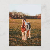 Vackert brun färg Draft Horse Photo