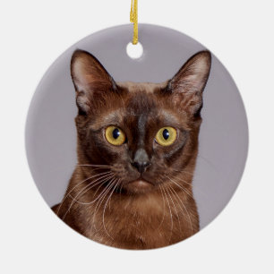 Vackert burmesisk katt nära julgransprydnad keramik