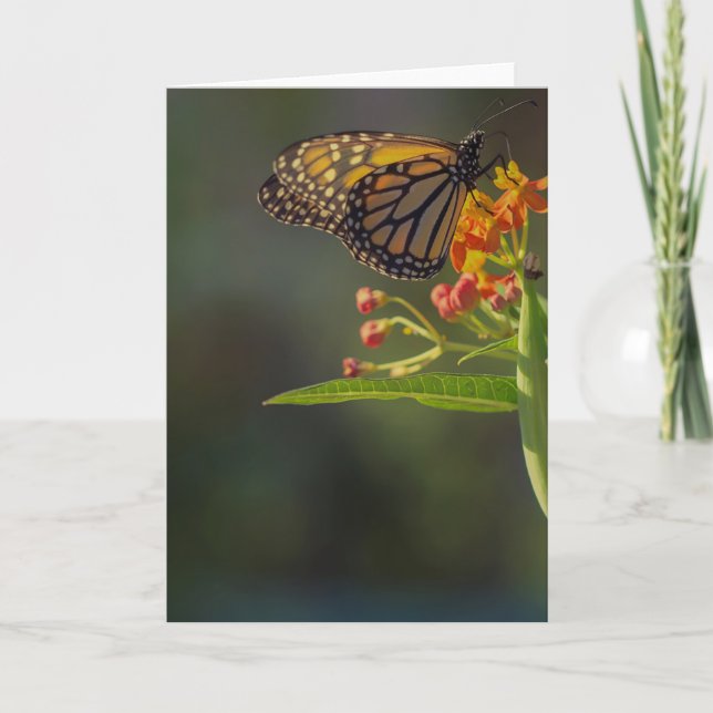 Vackert Butterfly Bild-hälsningskort tom Kort (Framsida)