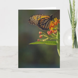 Vackert Butterfly Bild-hälsningskort tom Kort