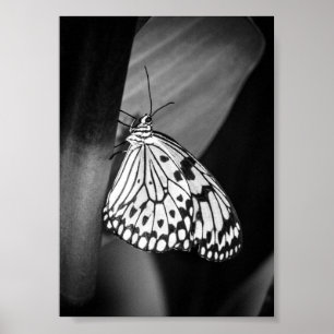 Vackert Butterfly Black and White Archival Poster