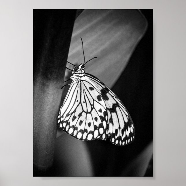 Vackert Butterfly Black and White Archival Poster (Framsidan)