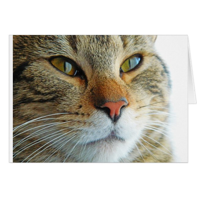 Vackert Cat Hälsningskort (Framsidan Horizontal)